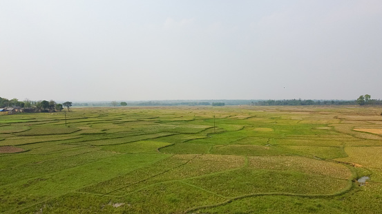Aerial view of rice paddy field in rural countryside area in  West Bengal, India.