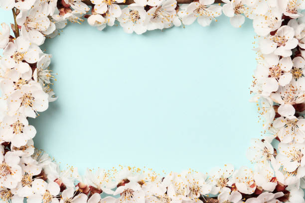 istock beautiful pink peach blossom. flowering peach tree on a blue background. Blooming peach frame 1845037705