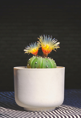 Astrophytum asterias Kabuto cactus with 2 yellow flowers are blooming in white flower pot on tabletop decoration background in vertical frame