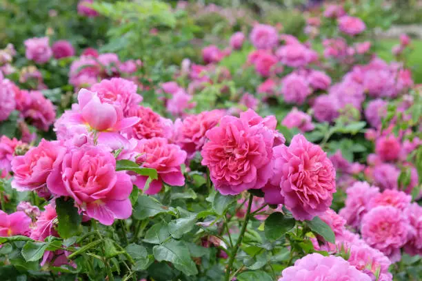 Pink Rosa shrub rose Princess Anne' in flower