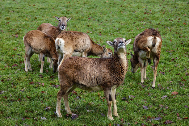 A group of goats in a rural landscape standing side by side