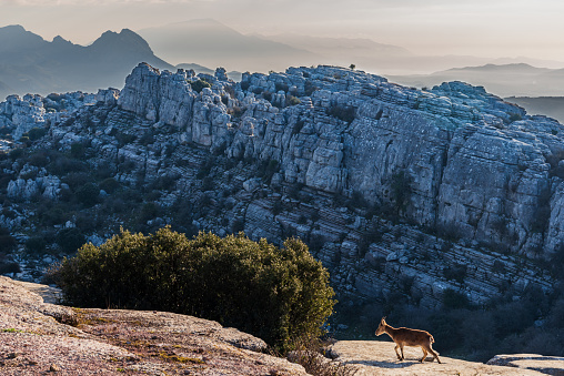 Landscape of limestone stones shaped by erosion and a mountain goat in El Torcal de Antequera.