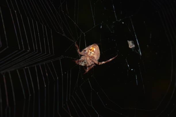 istock Orb Weaver/Garden Spider 1845078785