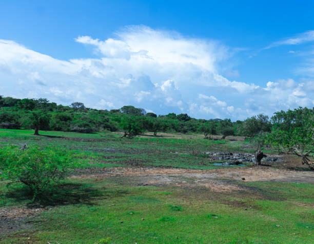 istock Safari in Sri Lanka National Park 1845082033