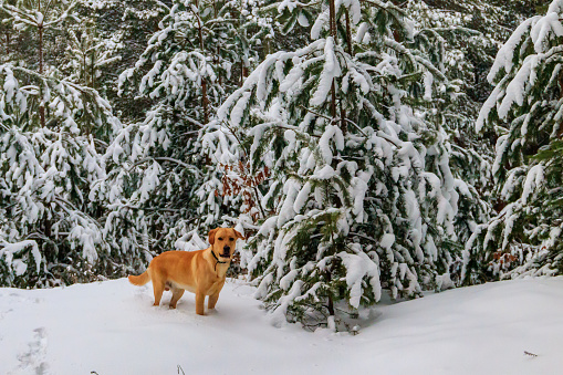 Cute labrador retriever dog in coniferous forest at winter