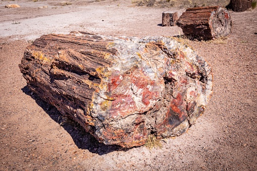 Closeup up crystalized petrified wood in the arid, desert red sand landscape of Arizona