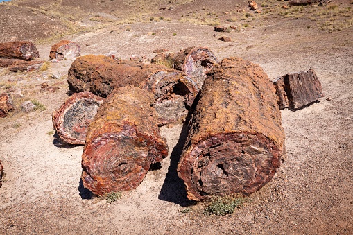 Mineralized petrified pieces of logs in the desert of Petrified Forest National Park in Arizona, USA.