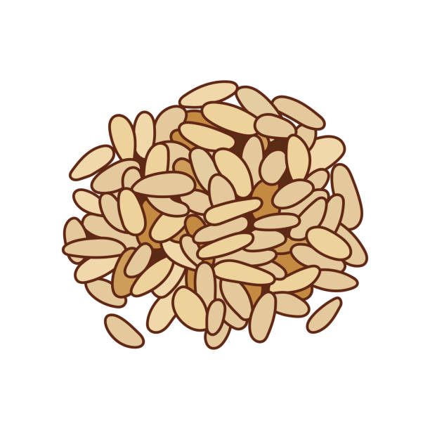 kinder zeichnen vektor illustration pinienkerne in einem cartoon-stil isoliert auf weißem hintergrund - pine nut stock-grafiken, -clipart, -cartoons und -symbole