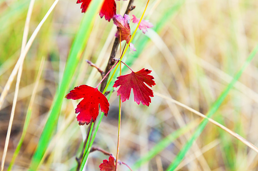 Red maple leaves grow on a thin branch among the grass.