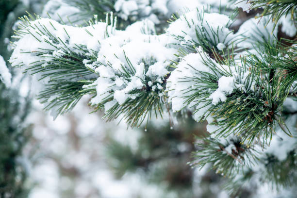 istock Pine Branch, ferst snow. Christmas winter time 1845112725