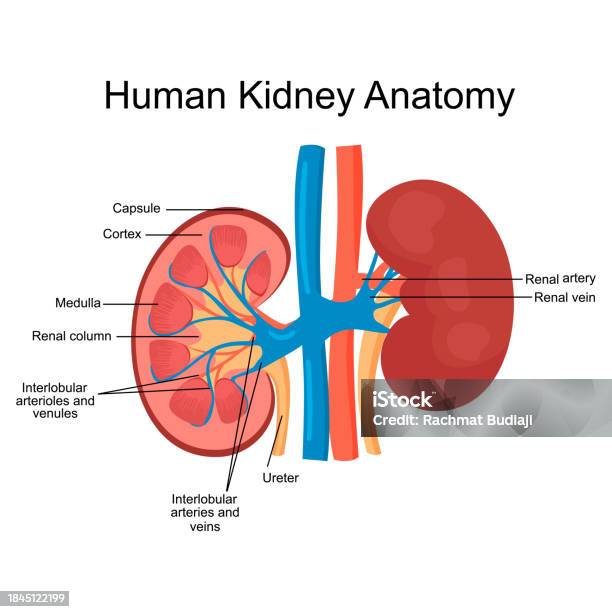 Structure Diagram Showing Human Kidney Anatomy Stock Illustration ... Biology Diagrams