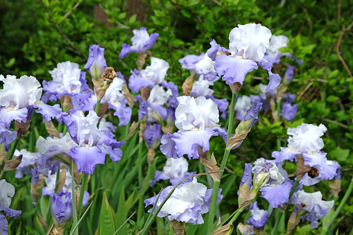 White and purple Bearded Iris 'Lark Rise' in flower.