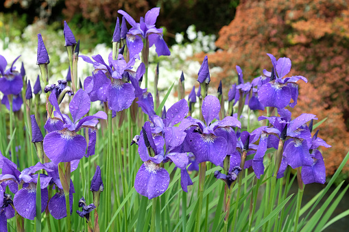 Deep purple Sibirica Iris, or Siberian iris 'Caesar's Brother' in flower.