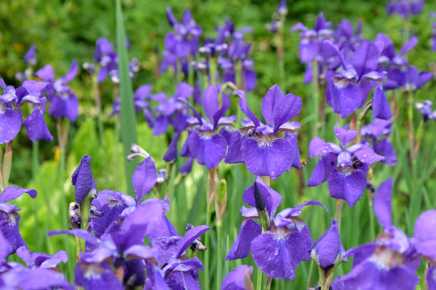 istock Deep purple Sibirica Iris, or Siberian iris 'Caesar's Brother' in flower. 1845132221