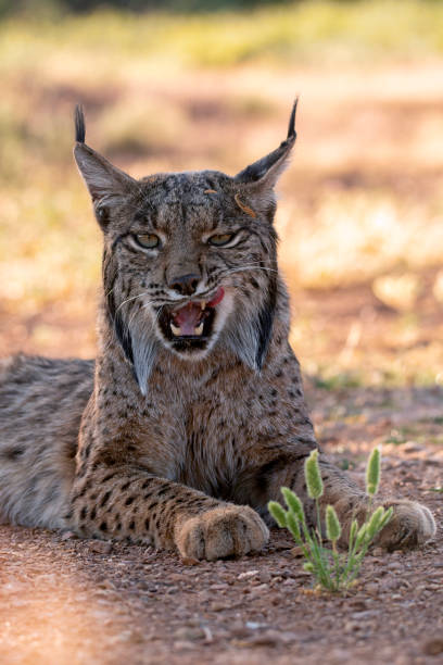 istock Iberian Lynx watching in Castilla La Mancha, Spain. 1845150989