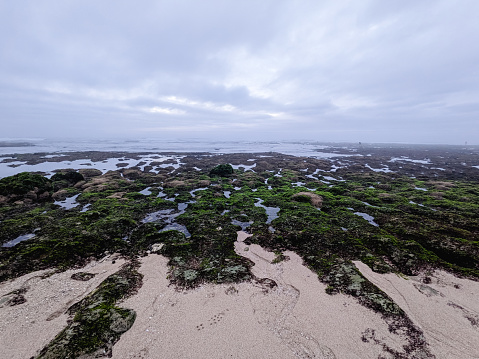 The beach recedes and reveals rocks covered with sea plants