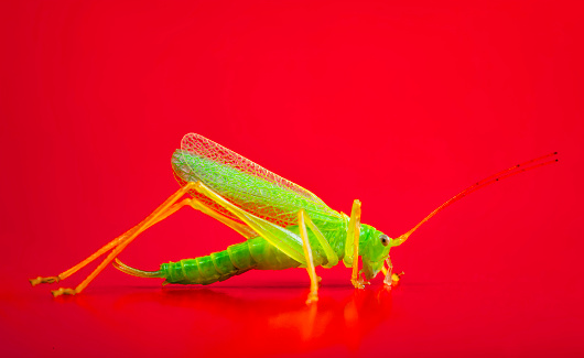 Grasshopper on Red Background