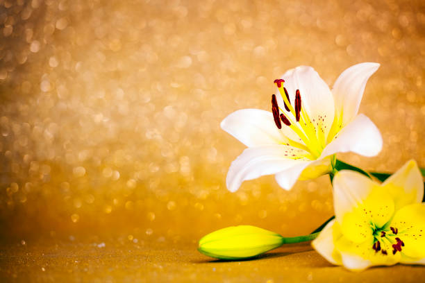 A white flower bouquet prepared for planting and nurturing