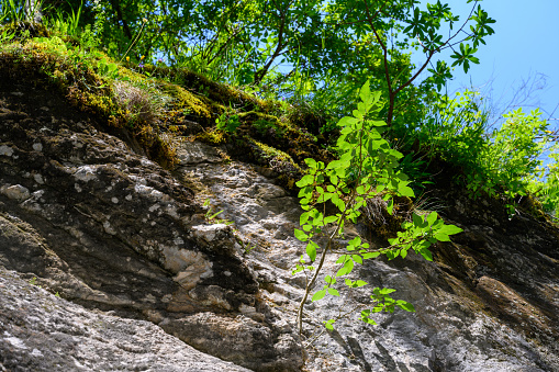 Small tree growing on rock, łów angke