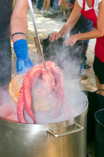 Taking out boiled octopus from large cooking pot, dripping, steam, water. Galicia, Spain.