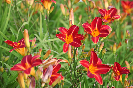 Red and yellow Hemerocallis day lily 'Cynthia Mary' in flower.