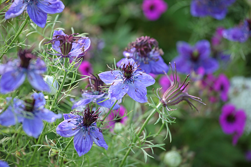 Blue Nigella hispanica 'Midnight' Love in a mist in flower.
