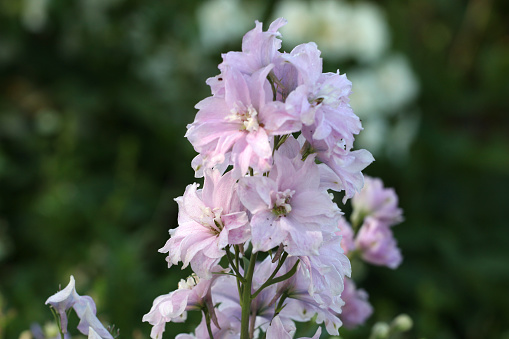 Pale Pink Delphinium 'Cinderella' in flower