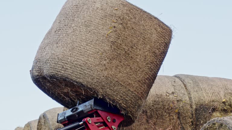 Tractor moving large pond Hay Bales around a farm.