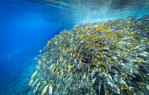 Huge Colourful Shoal of Yellow Tail Snappers off coast of French Polynesia