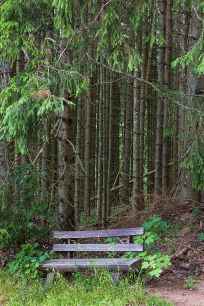 istock Schwarzwald forest in southwestern Germany 1845203934