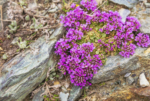 istock flowers close up in swiss alps 1845206256