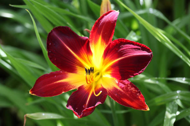 istock Red and yellow Hemerocallis daylily 'Ruby Spider' ' in flower. 1845207281