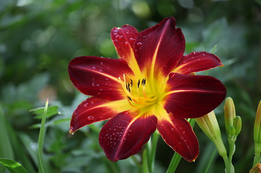Red and yellow Hemerocallis daylily 'Ruby Spider' ' in flower.