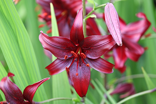 Deep red Tiger lily 'Night Flyer' in flower.