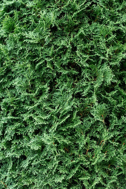 istock Green coniferous bush.Thuja hedge texture. American Arborvitae plant pattern. Evergreen Thuja occidentalis decorative fence 1845210416