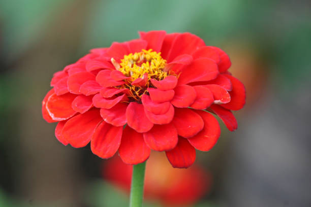 istock Zinnia elegans Red Beauty in flower. 1845210420