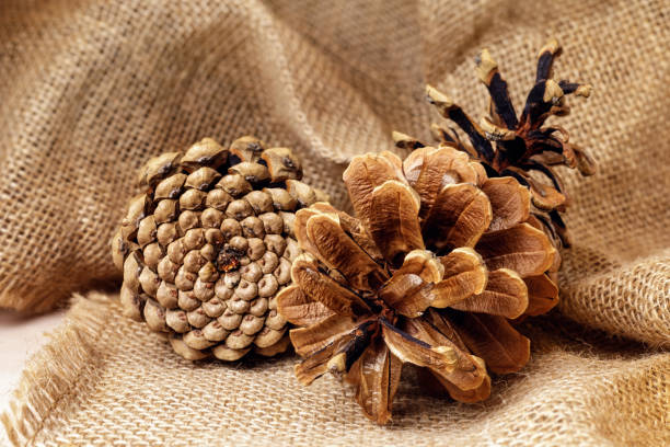 Three brown pine cones in different positions, on sackcloth burlap background