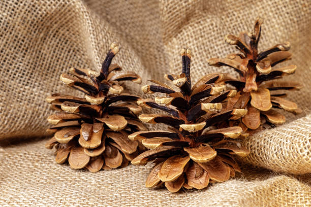 istock Three brown pine cones, on sackcloth burlap background. Horizontal photo 1845218249
