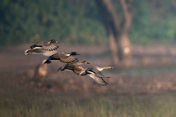 istock Northern pintail Ducks Flying 1845234840