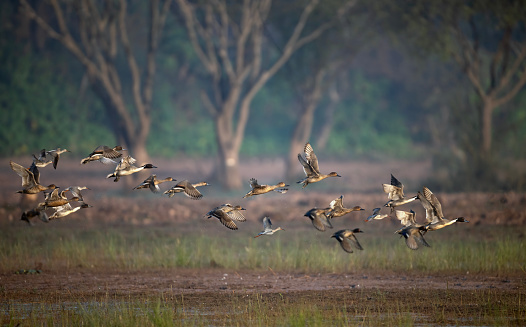 Flock of Ducks Flying in Morning