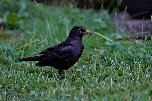 Blackbird standing on a wooden fence.