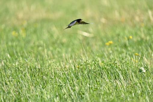 barn swallow, Hirundo rustica, low flight