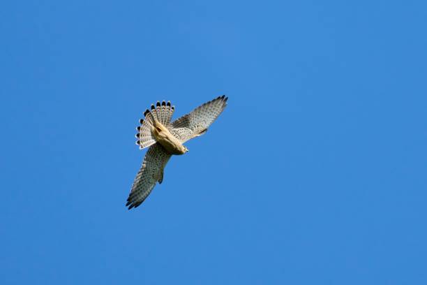 istock Bottom view of a kestrel with its wings spread wide 1845246123