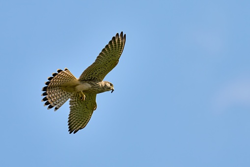 common kestrel, Falco tinnunculus, eating in flight