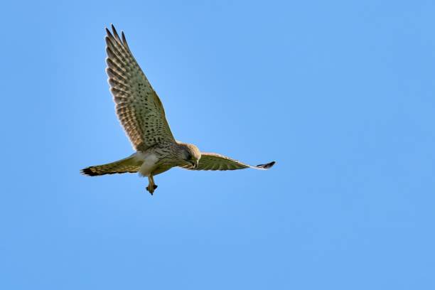 istock Kestrel in flight with hornet in its claws 1845249518