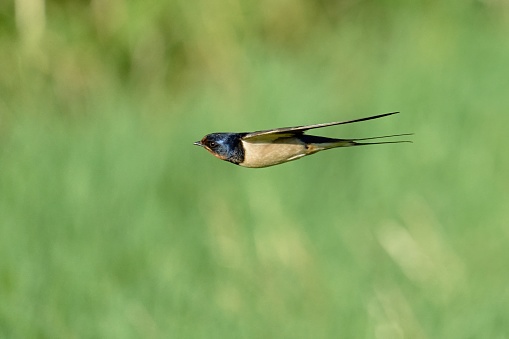 barn swallow, Hirundo rustica, low flight