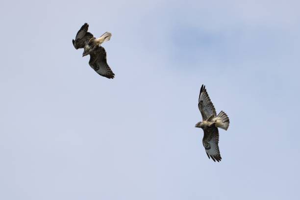 istock two common buzzards fight each other in flight and perform aggressive maneuvers 1845253703