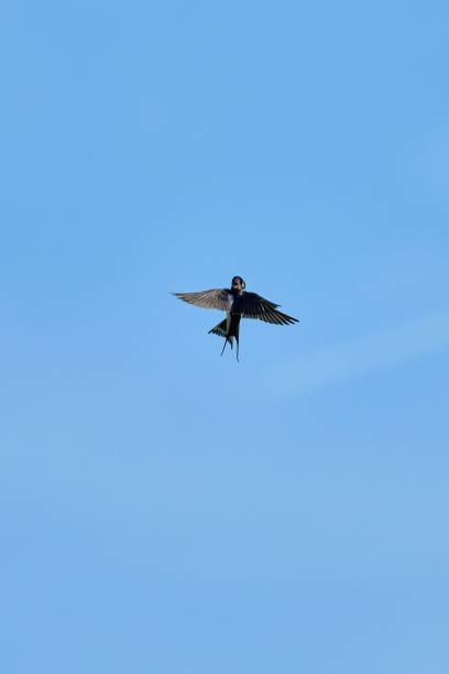 istock two barn swallows kiss in flight 1845254209