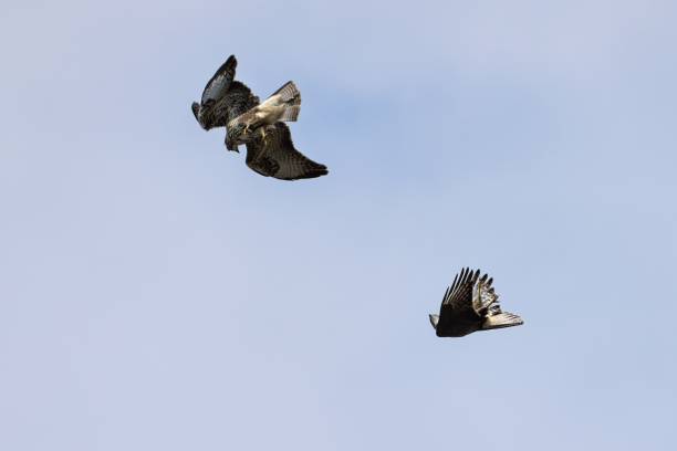 istock two common buzzards fight each other in flight and perform aggressive maneuvers 1845254752