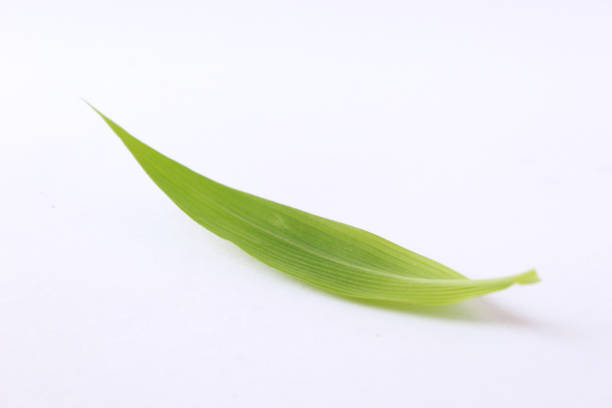 istock single grass leaves beautiful green color with isolated background 1845264756